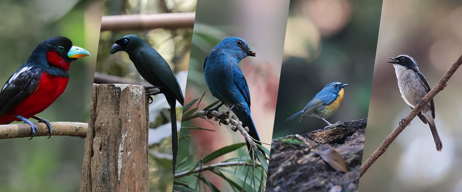 Bird Photography in South Vietnam