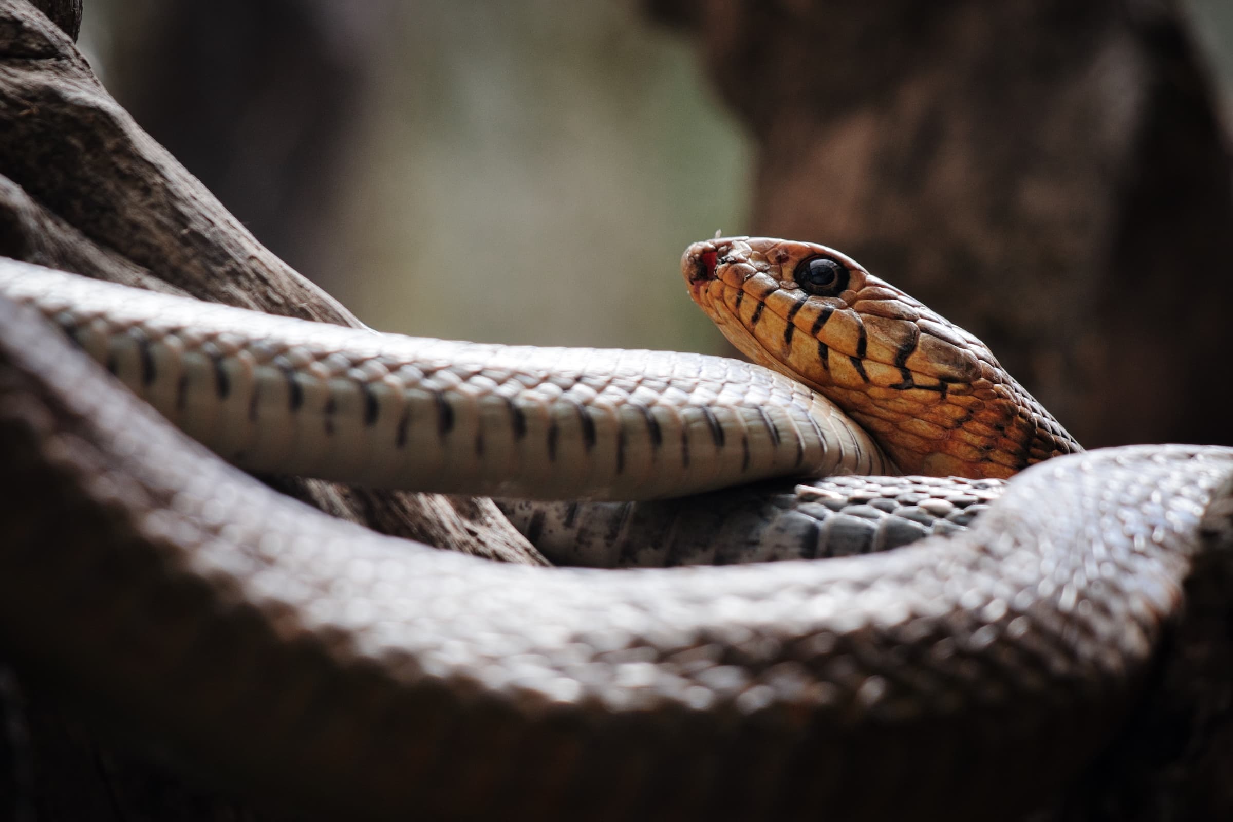 SNEK