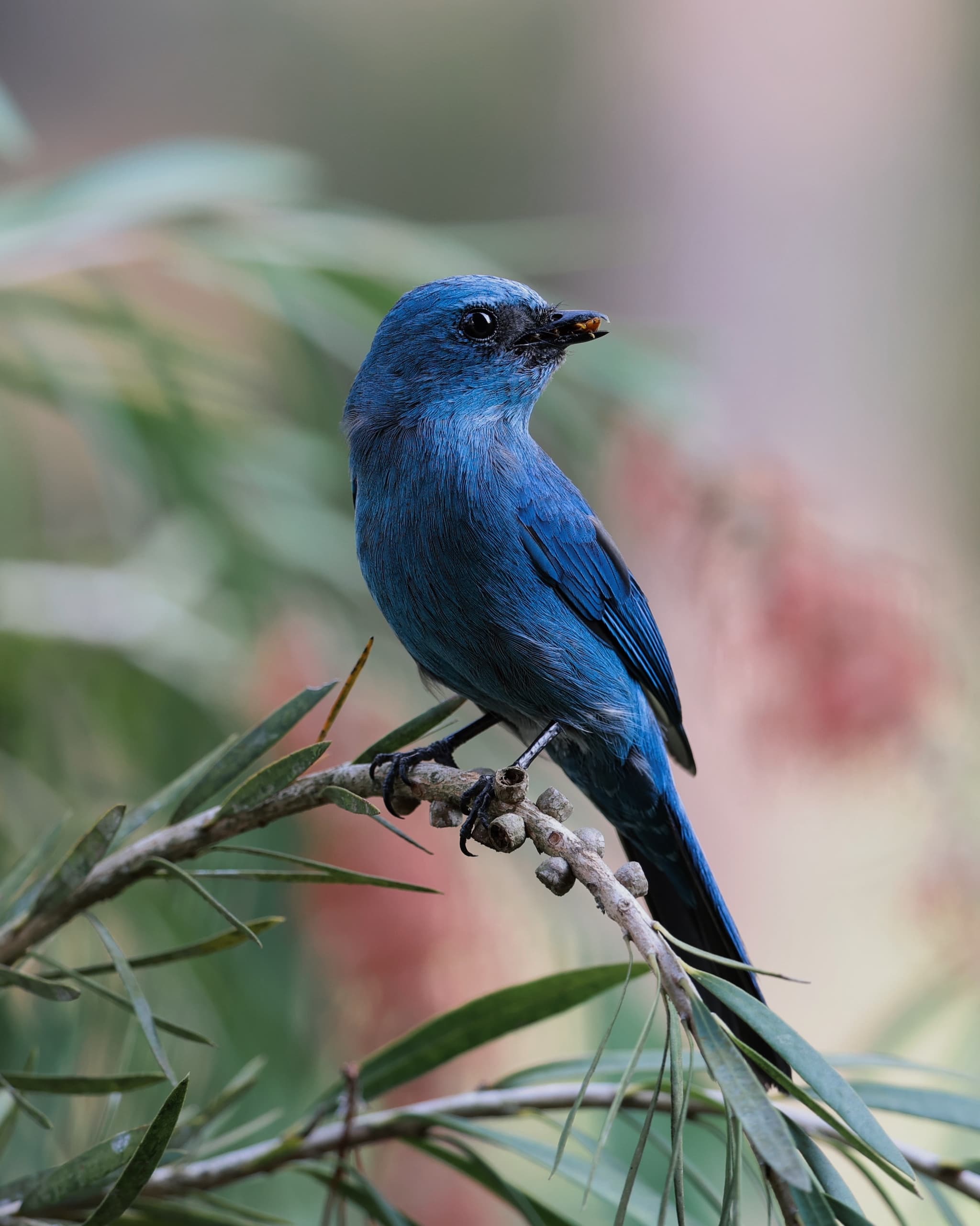 birb
