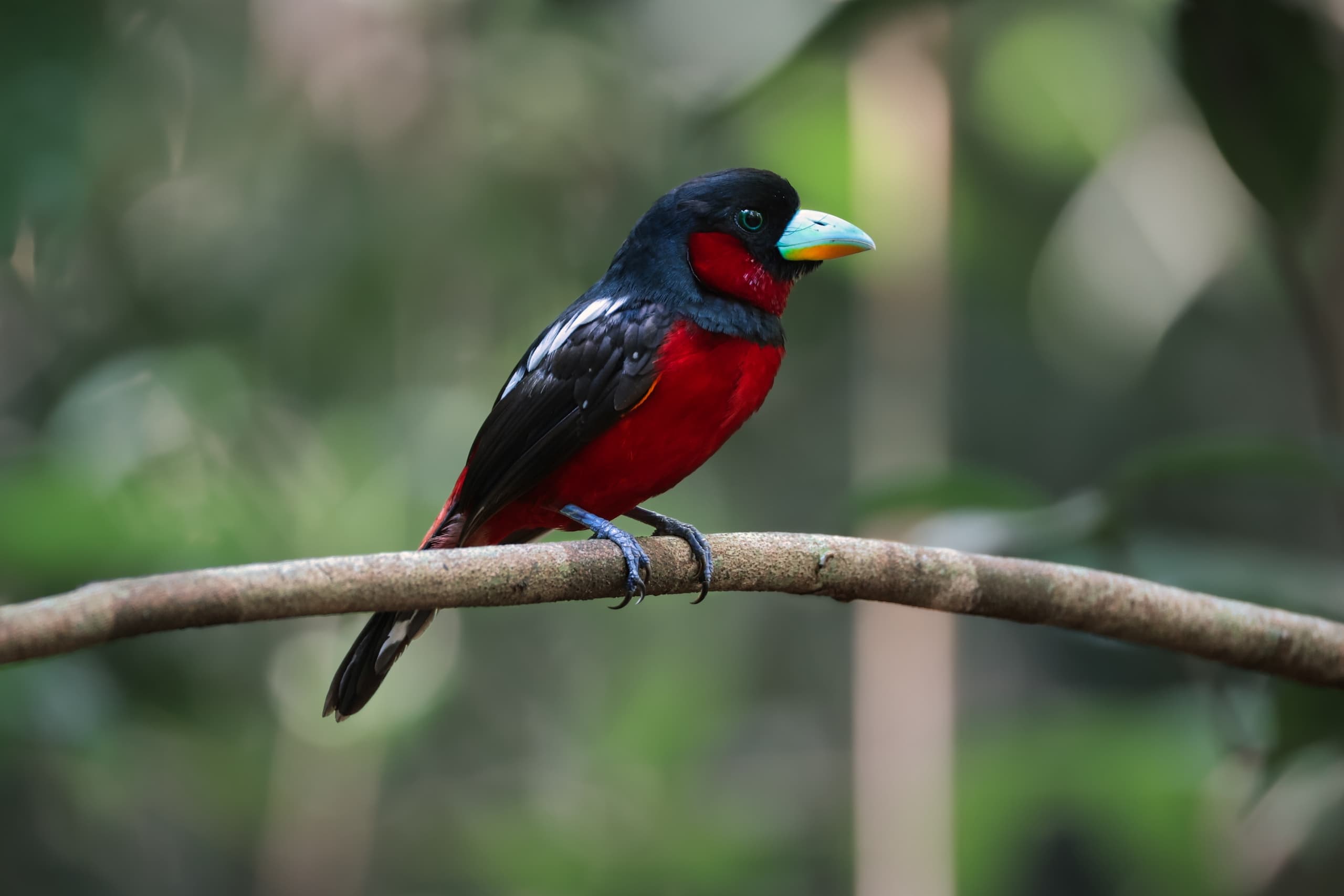 BLACK AND RED