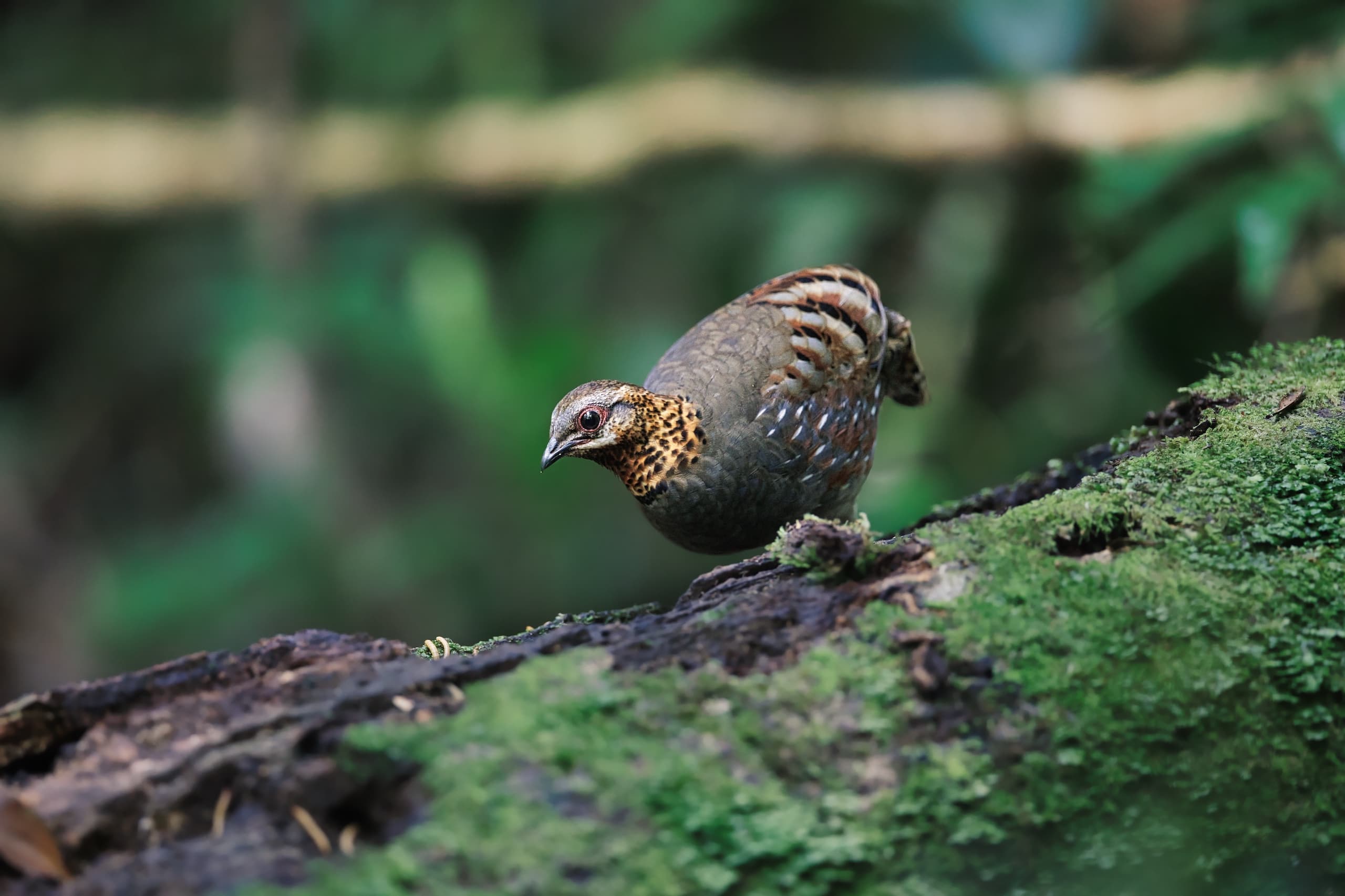 PARTRIDGE