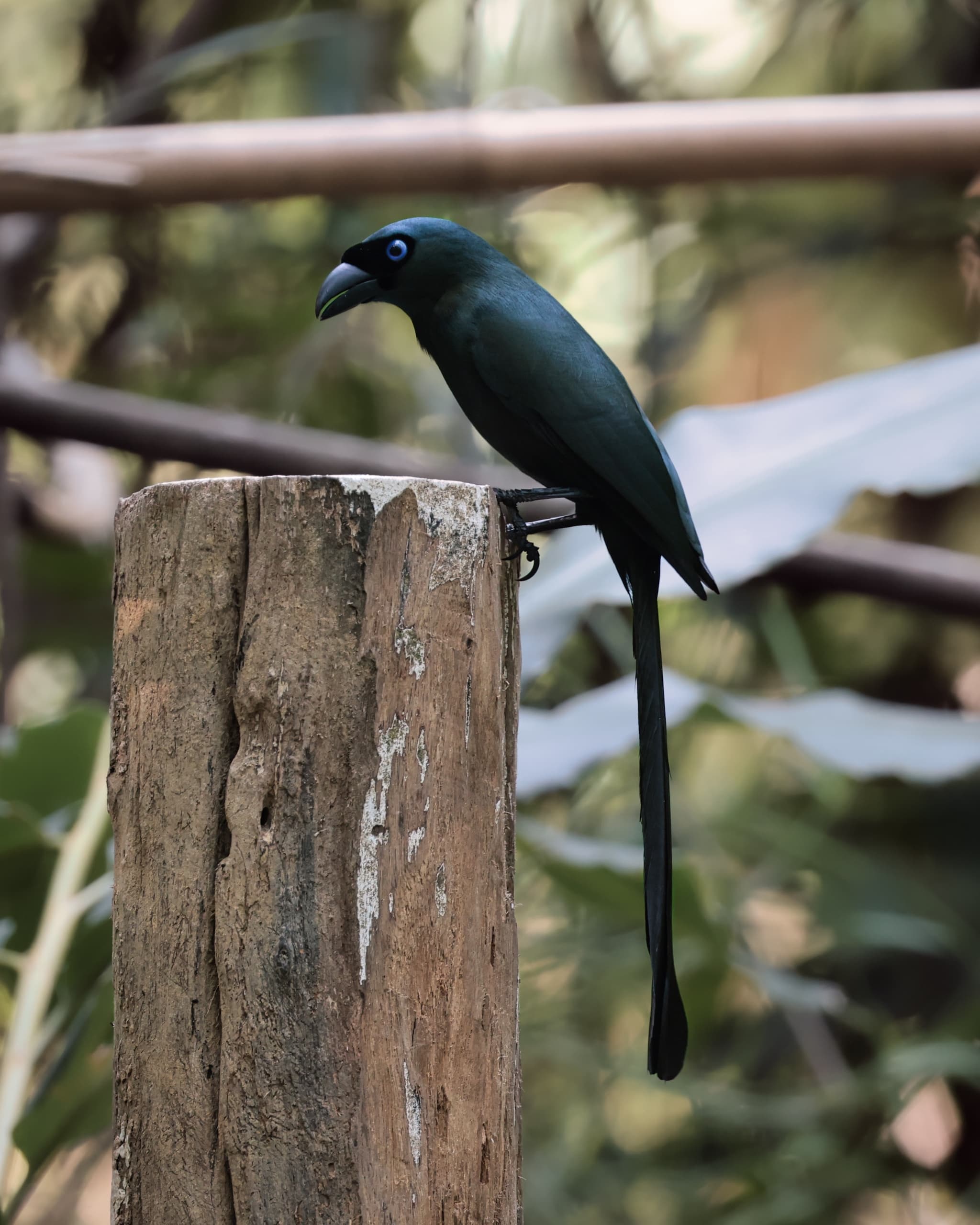 TREEPIE