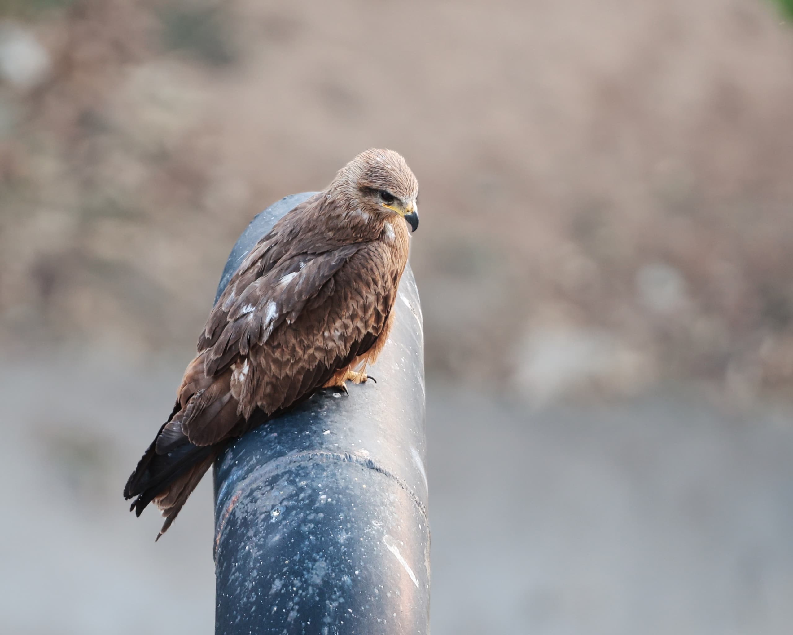 PERCH