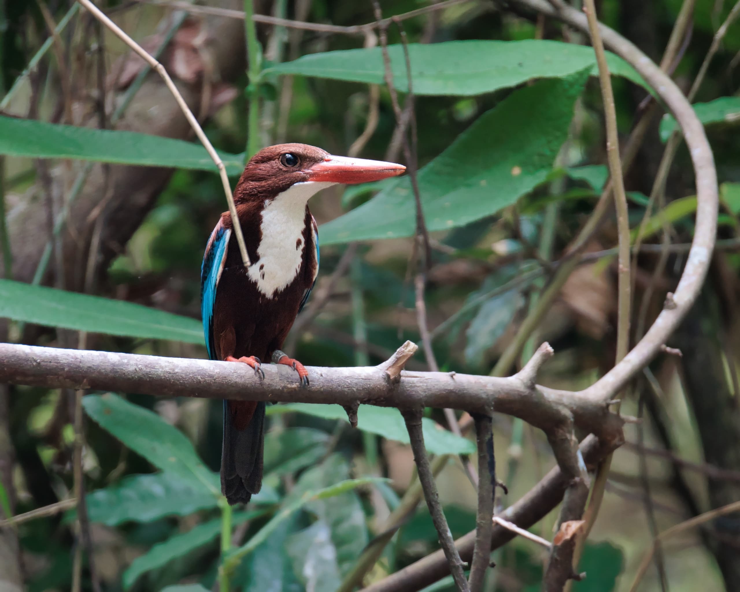 KINGFISHER