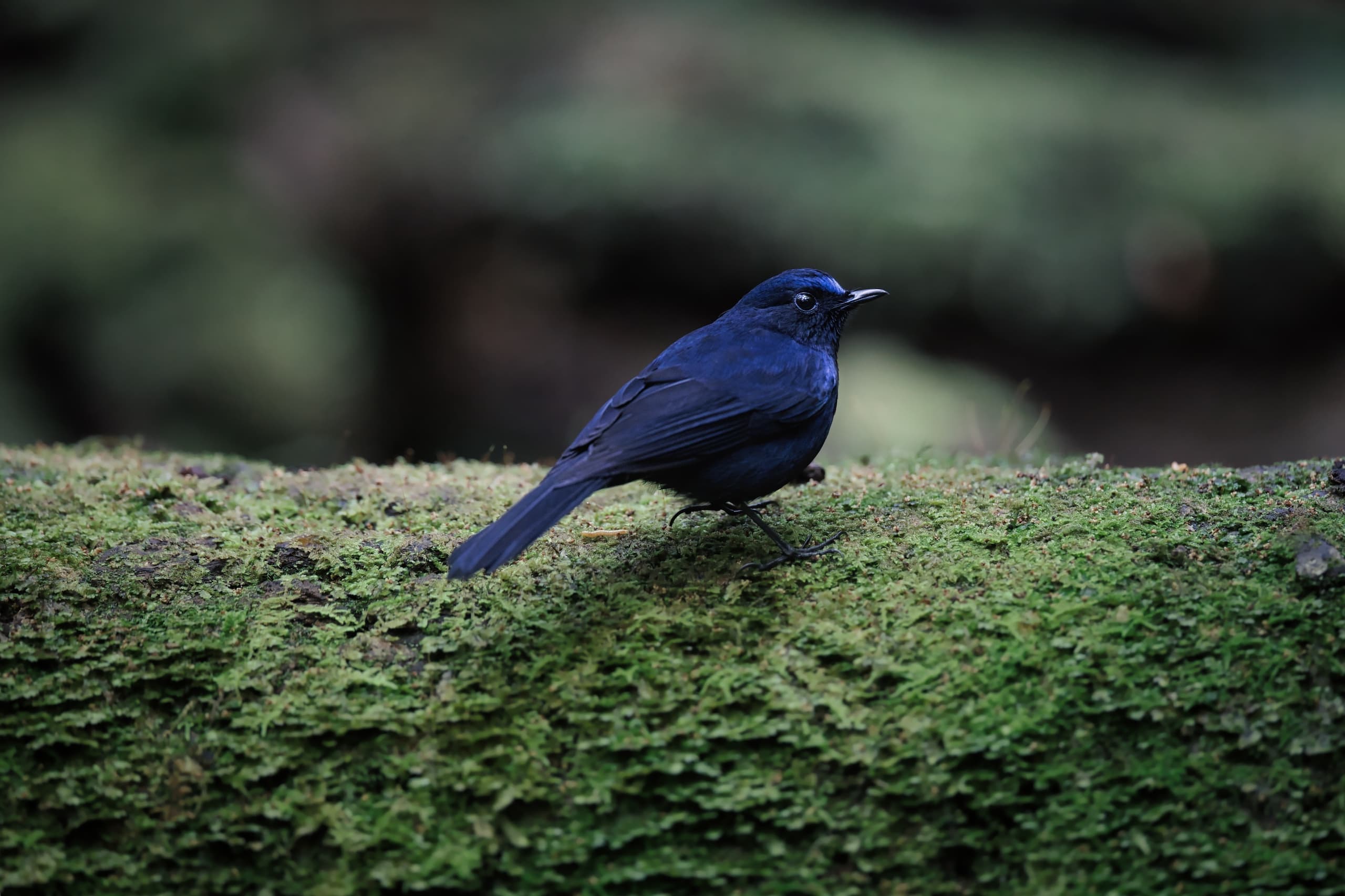 BORB