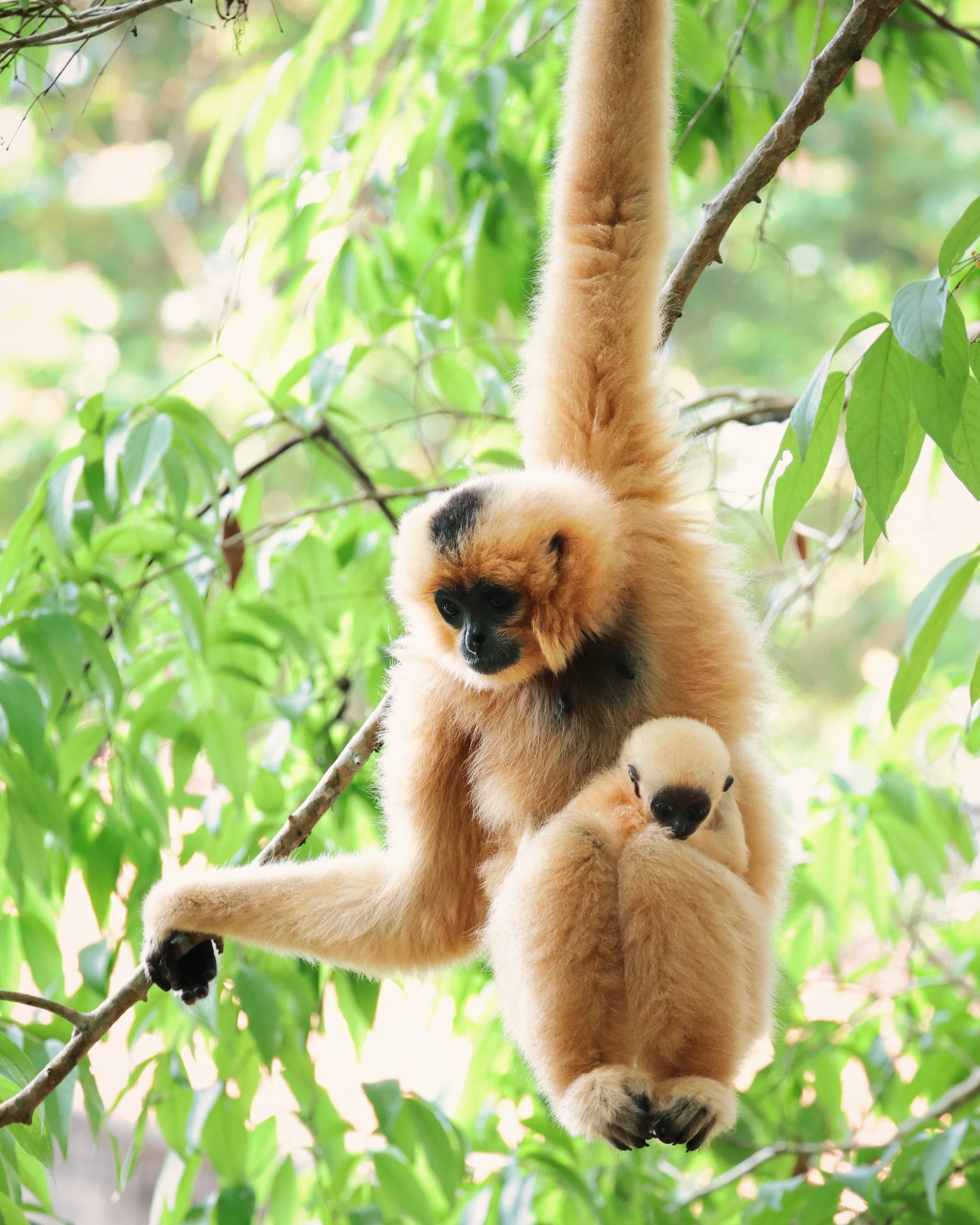 HANG