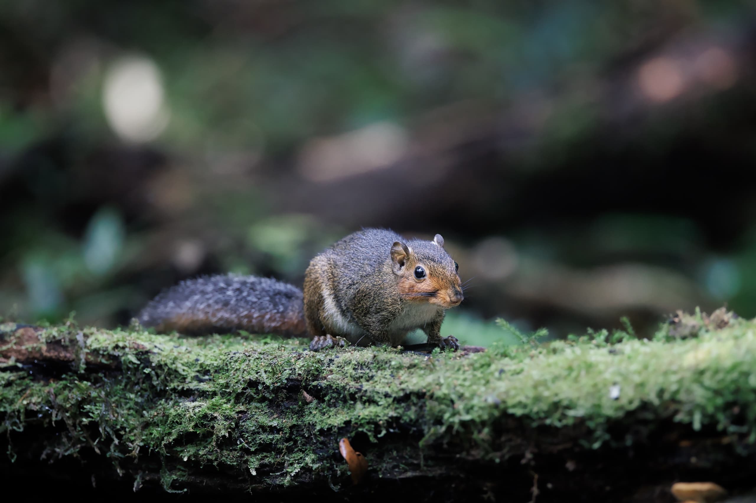 SQUIRR