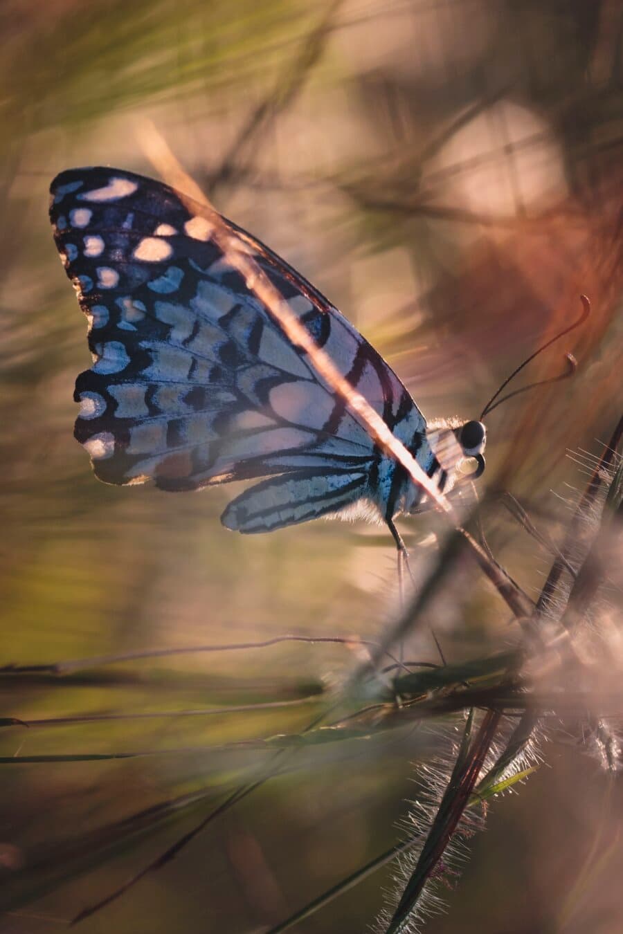 fauna