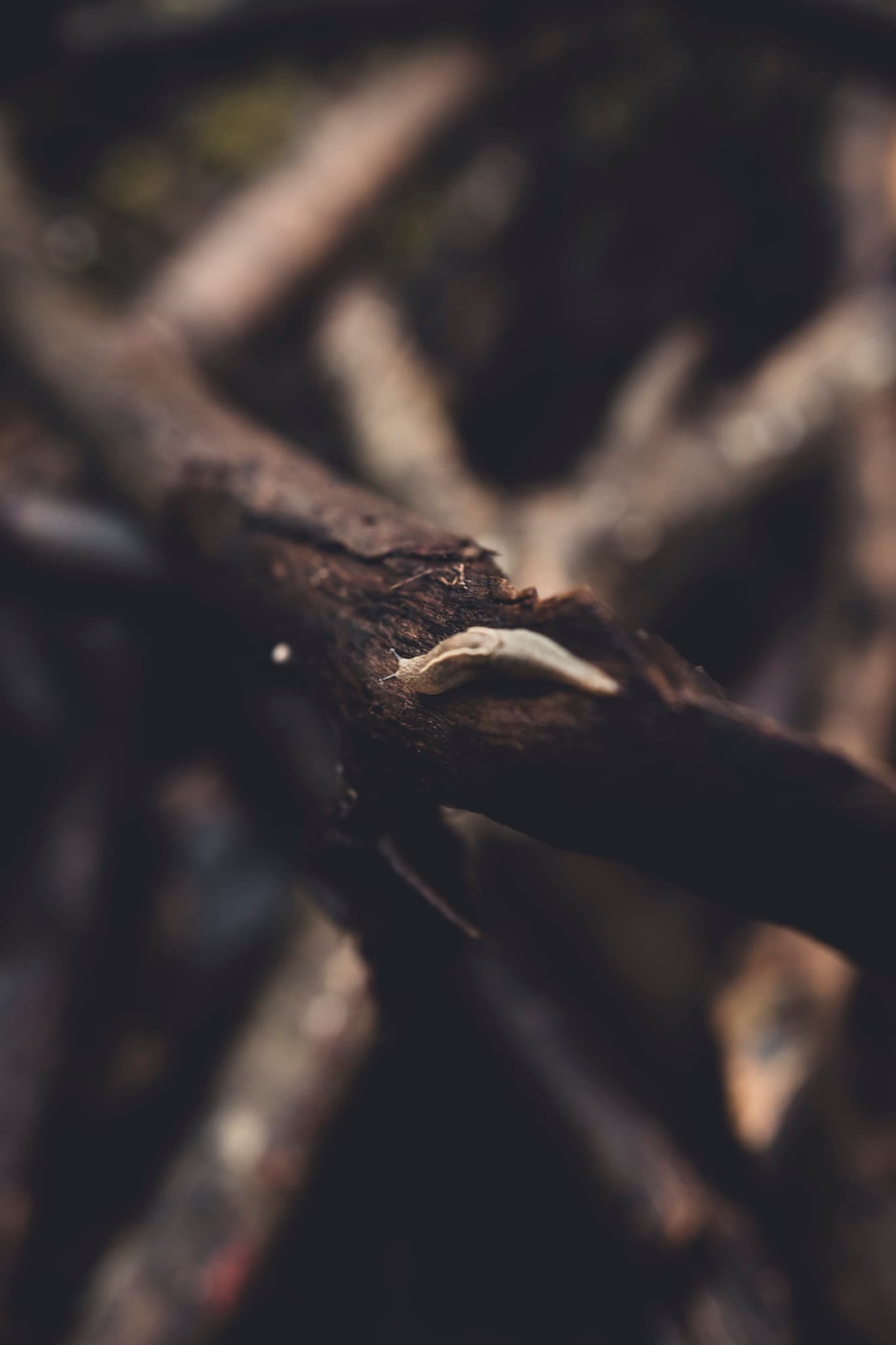 fauna