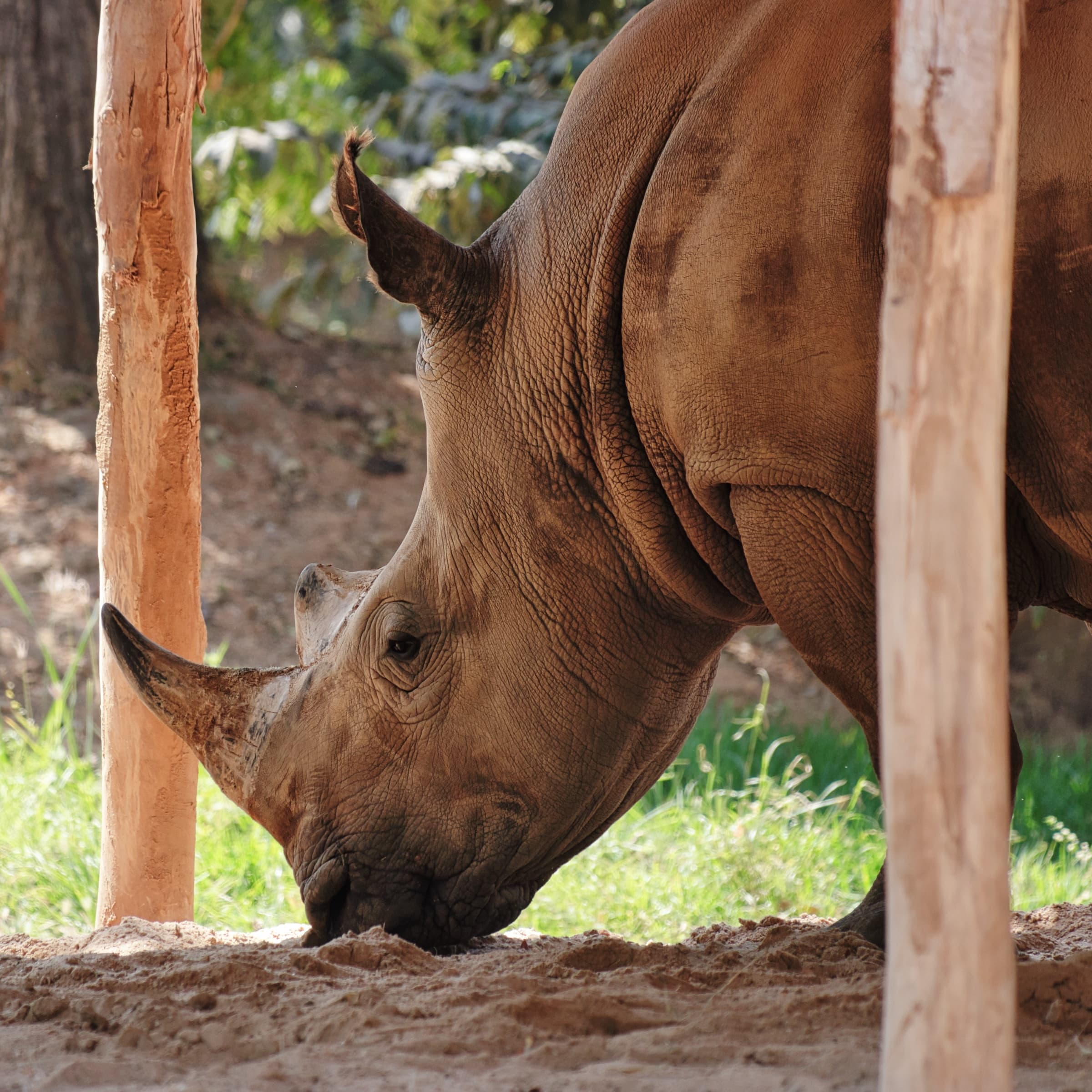 RHINOO