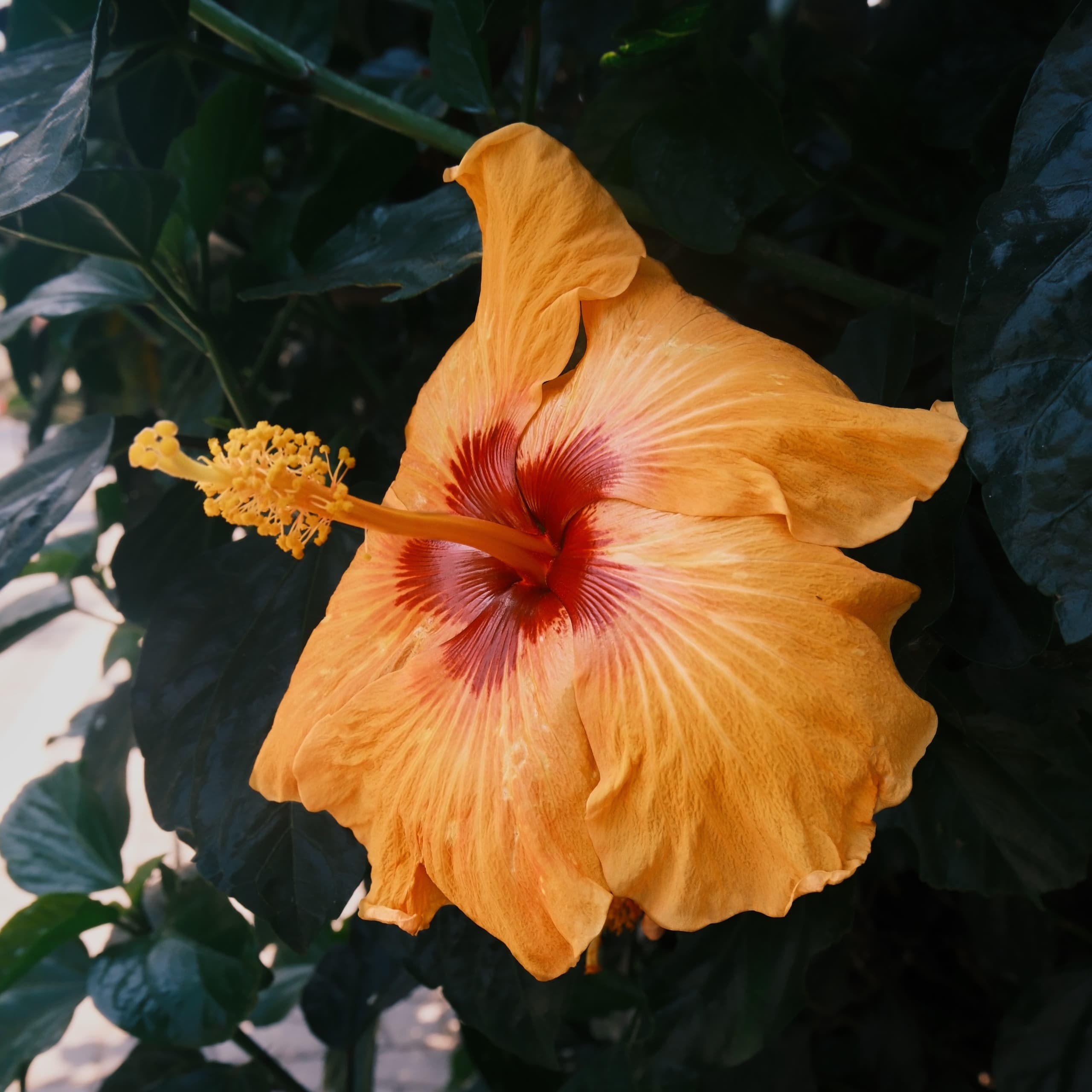 flora