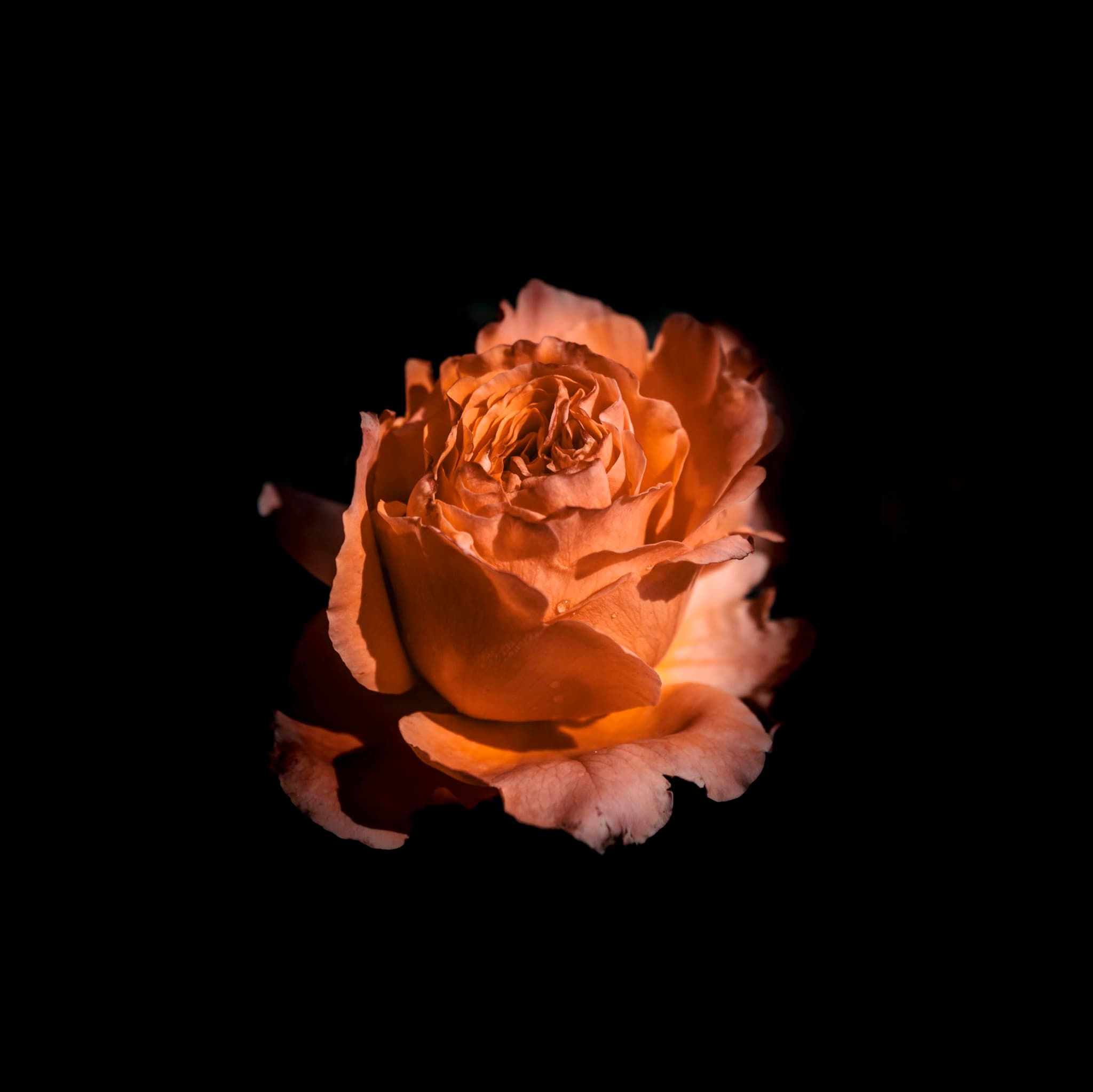 flora