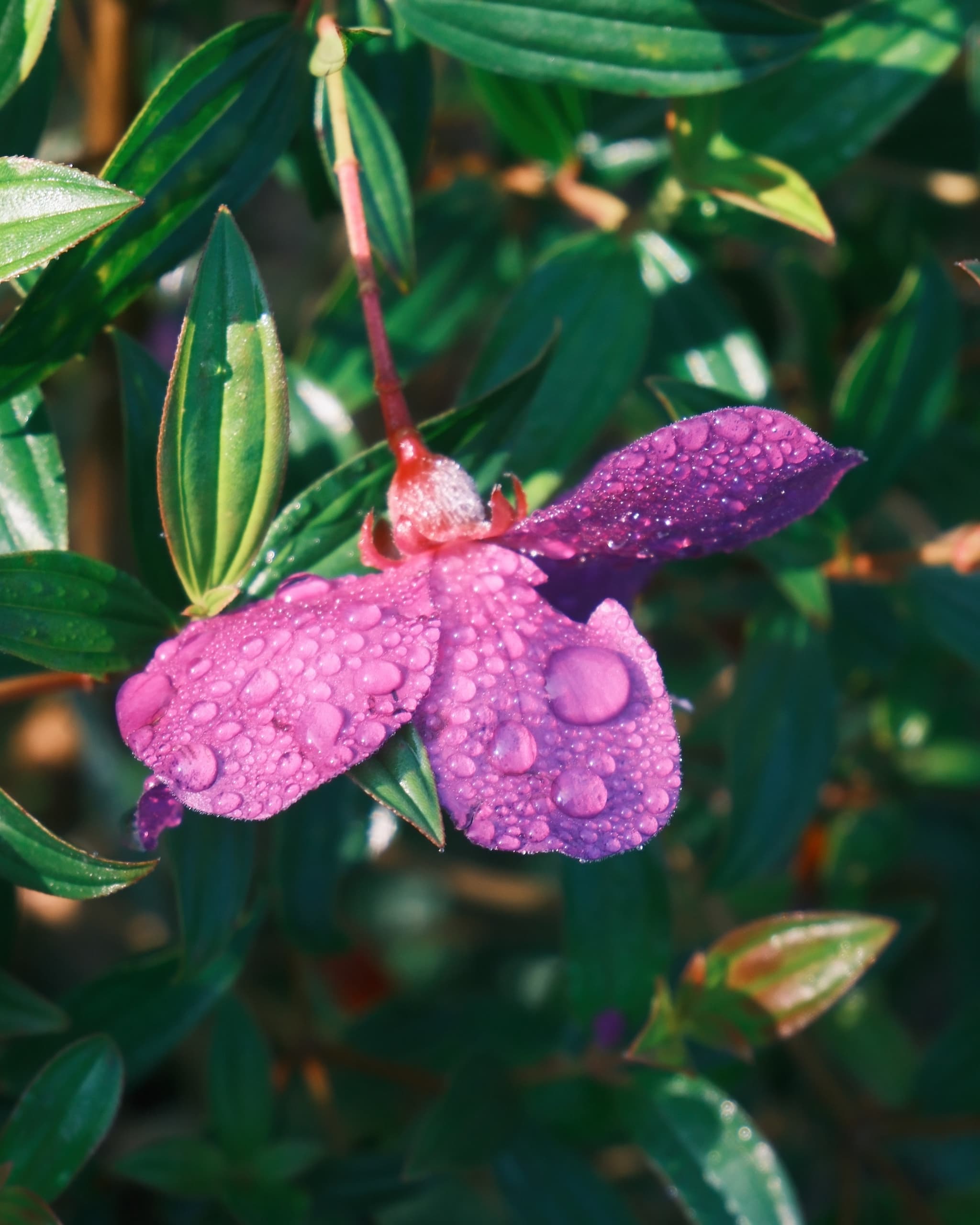 DEW