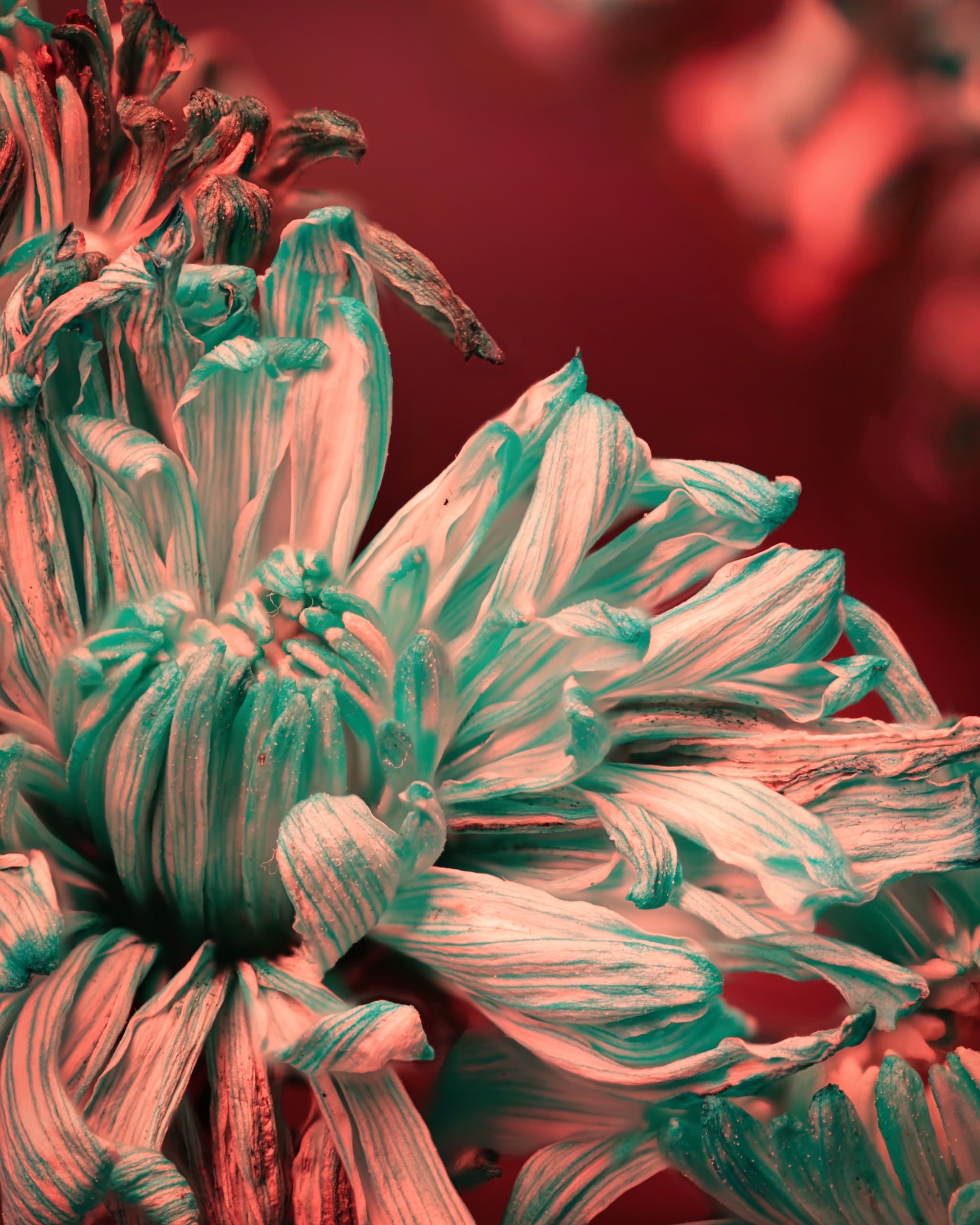 CYAN