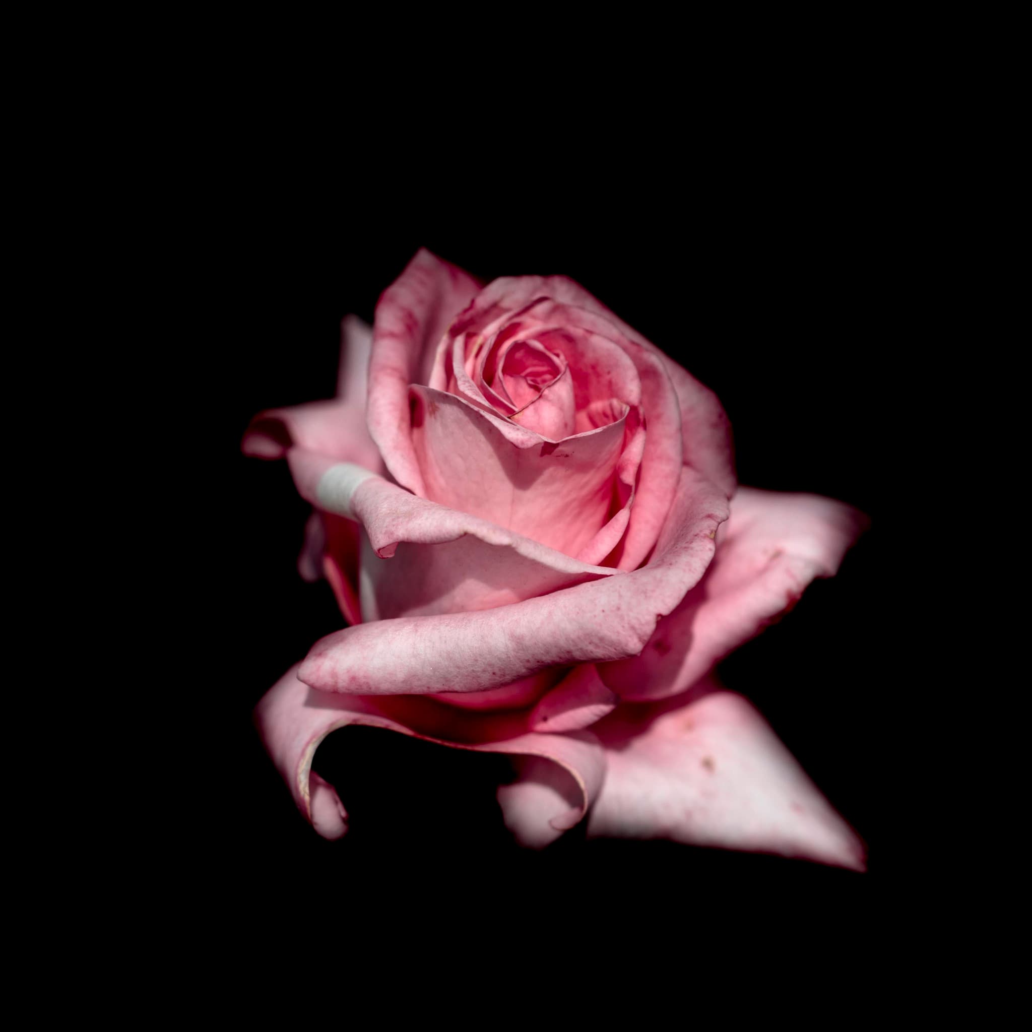 flora