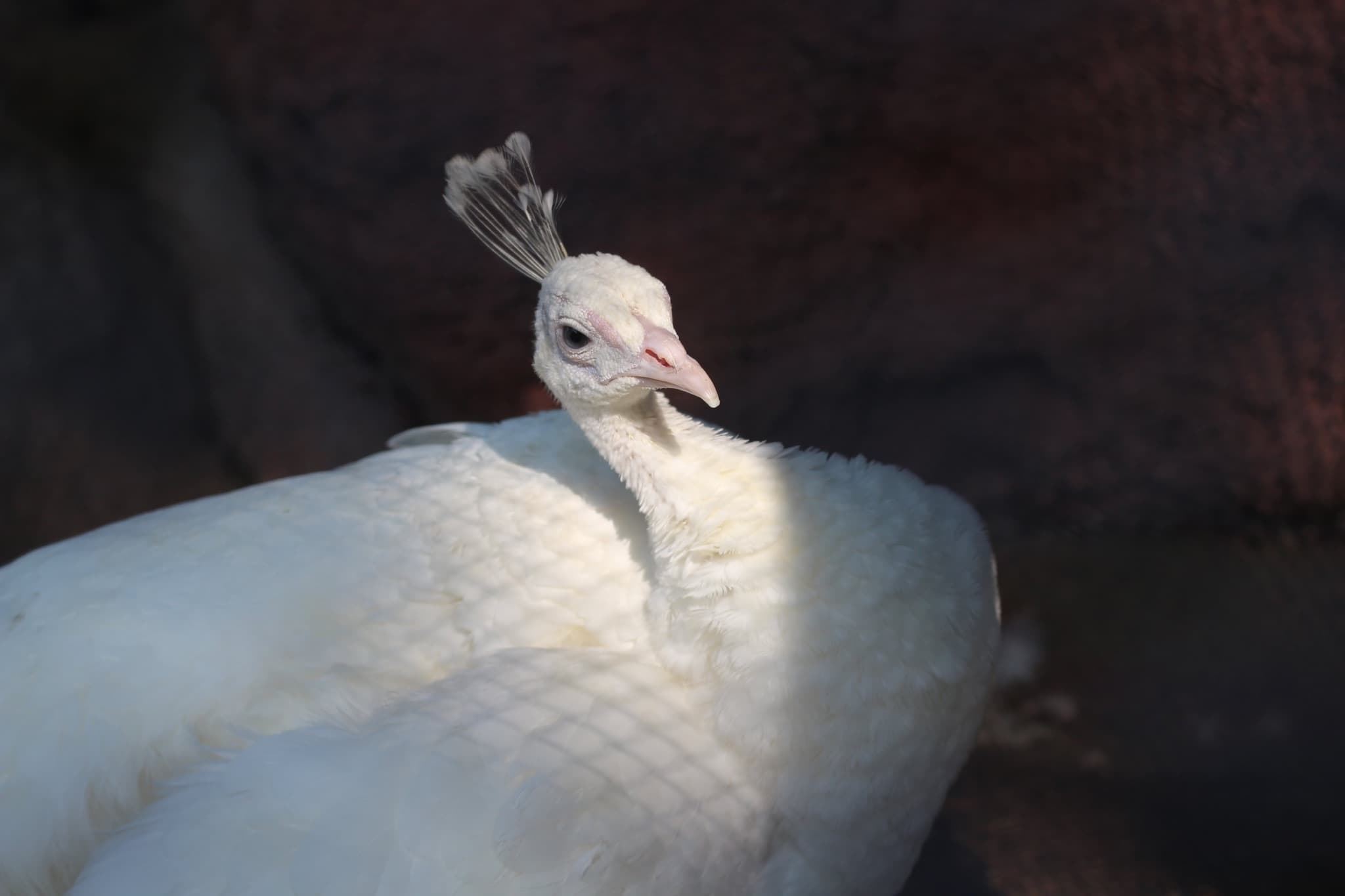 PEACOCK