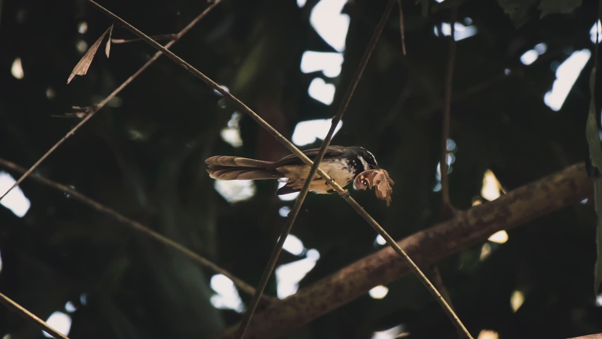 MOTHRA