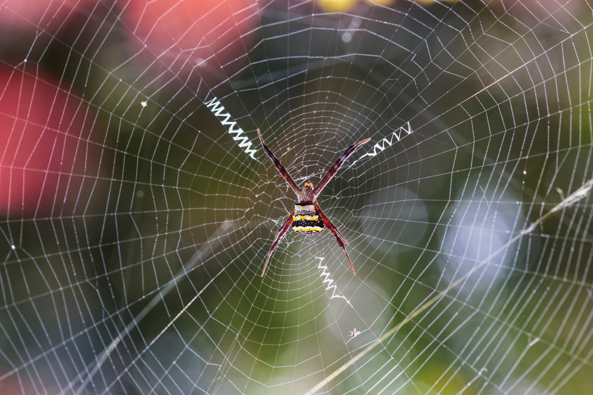 SPOODER