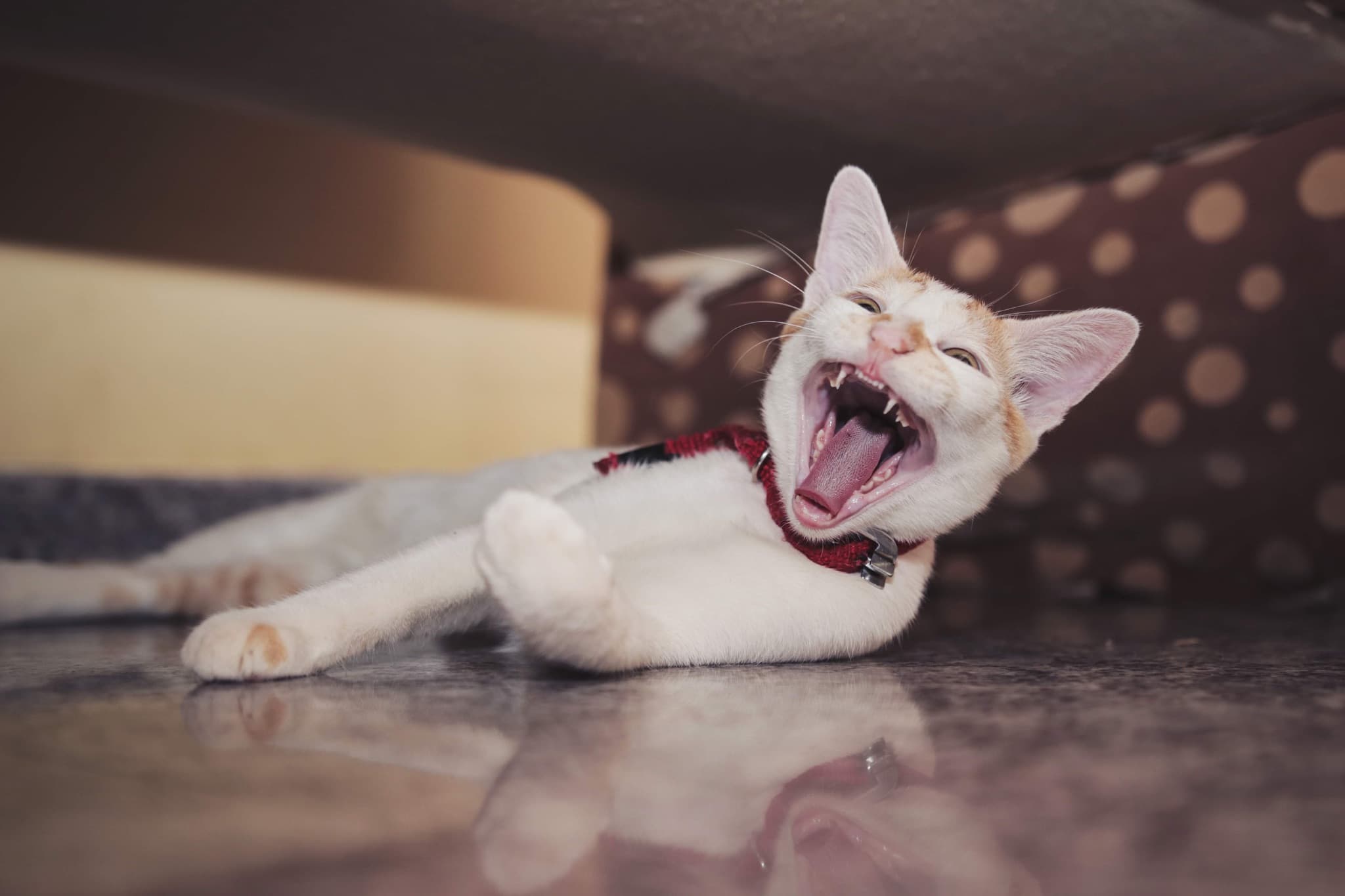 meows and woofs