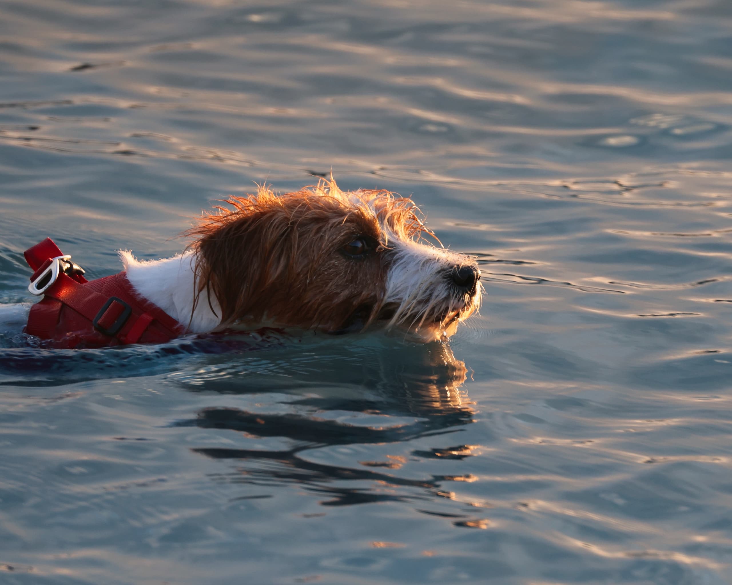 MORNING DIP