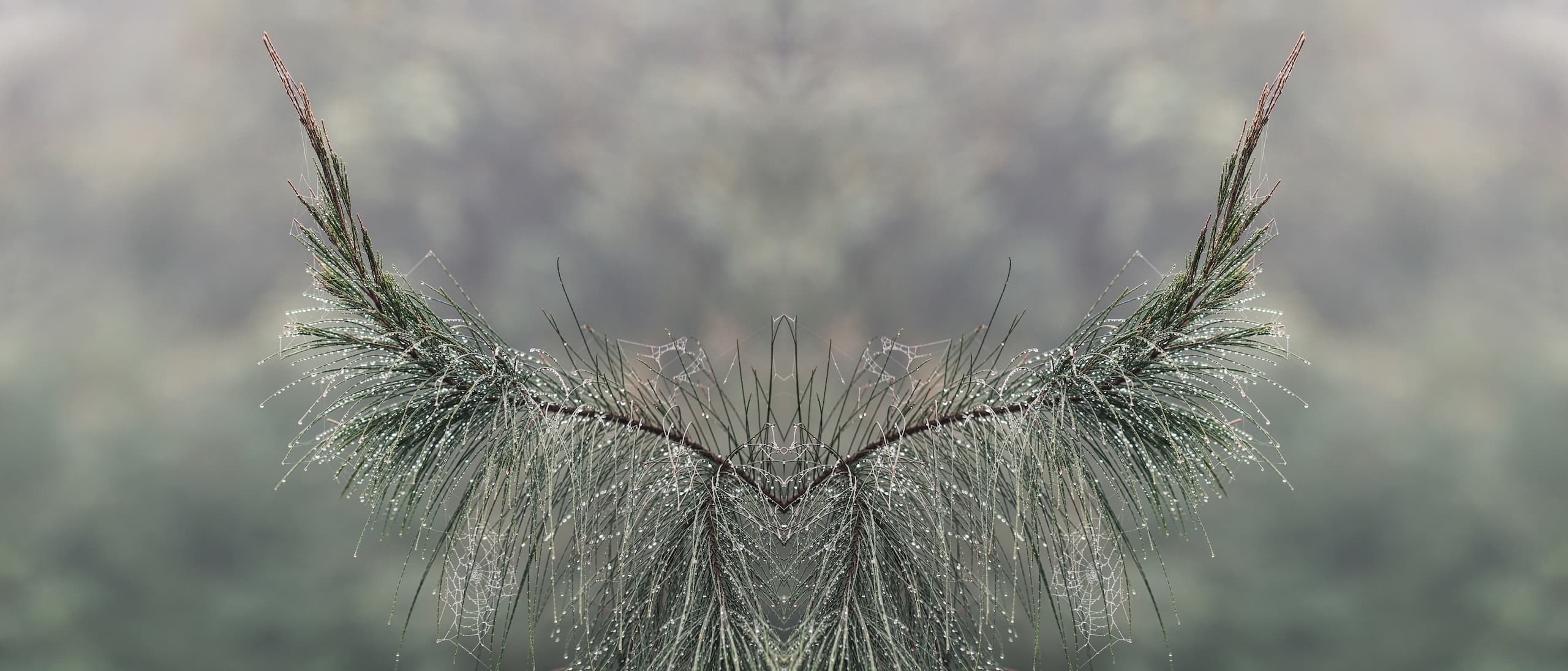 DEW