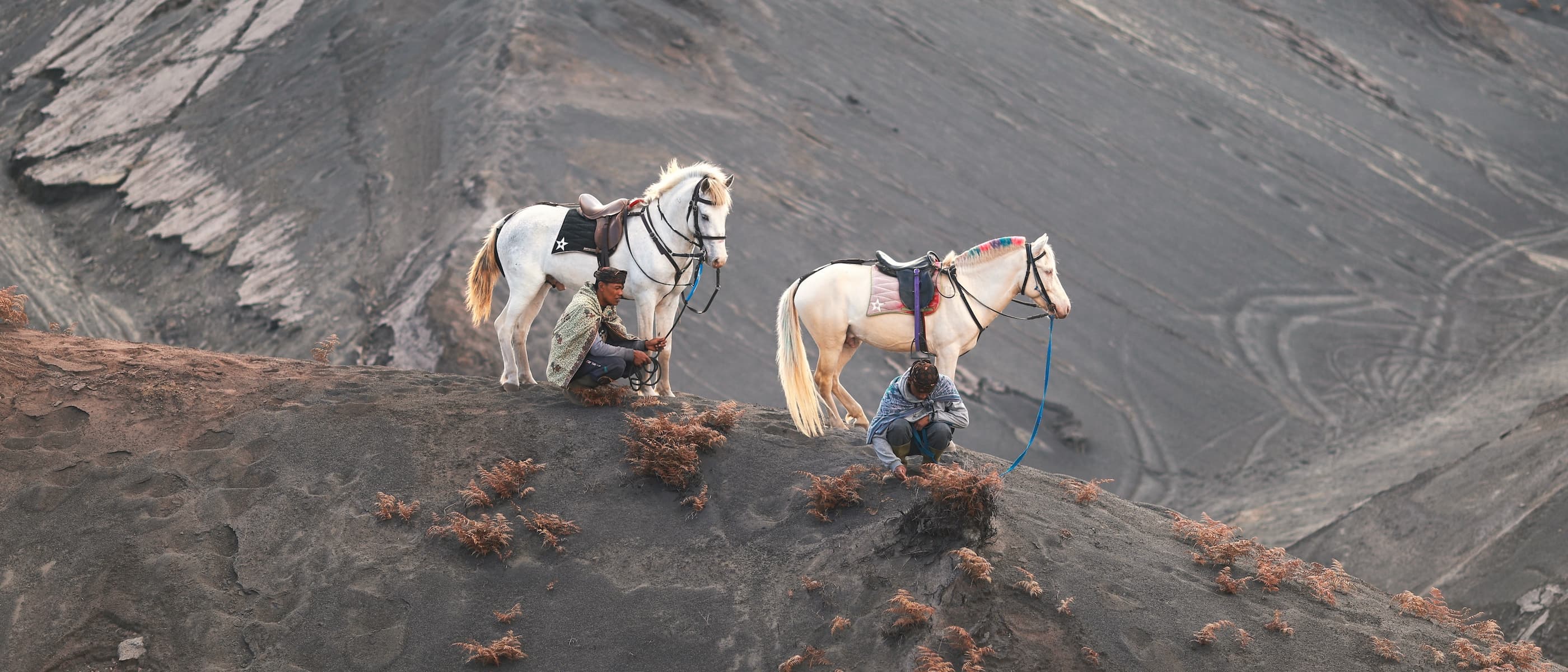 VOLCANIC HORSES