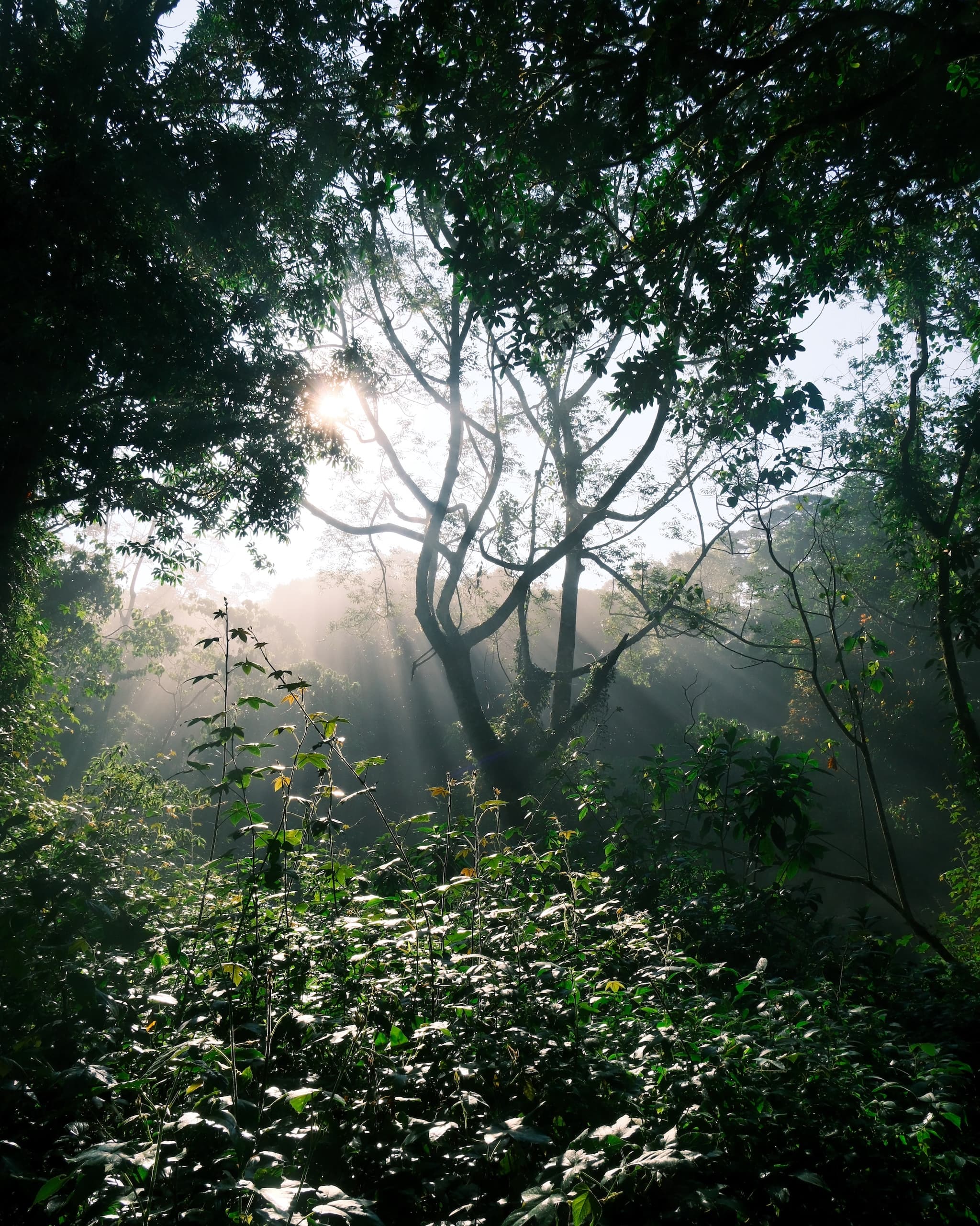 FOREST